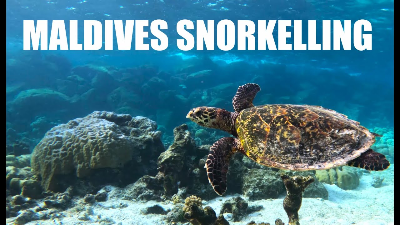 Maldives Snorkelling