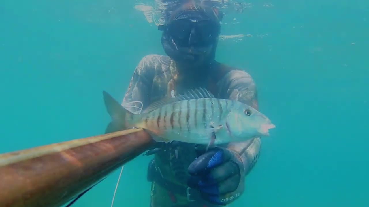 Yeni Başlayanlar için Sığ Suda Zıpkınla Balık Avı / Spearfishing #spearfishing #fishing #nature 