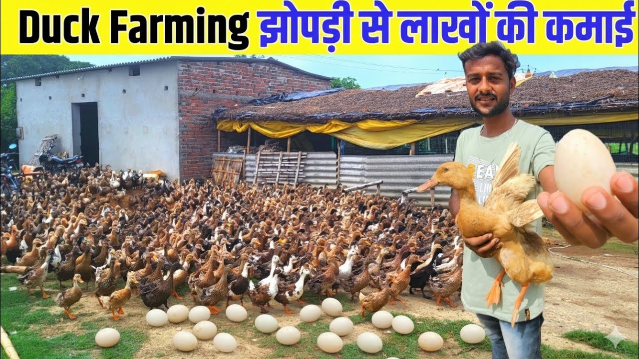 Duck Farming | झोपड़ी से लाखों की कमाई 23 साल की युवा का business