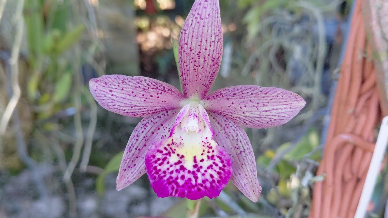 ORCHID GARDEN MORNING WALK/TALK. NEW BLOOMS. August 14, 2025