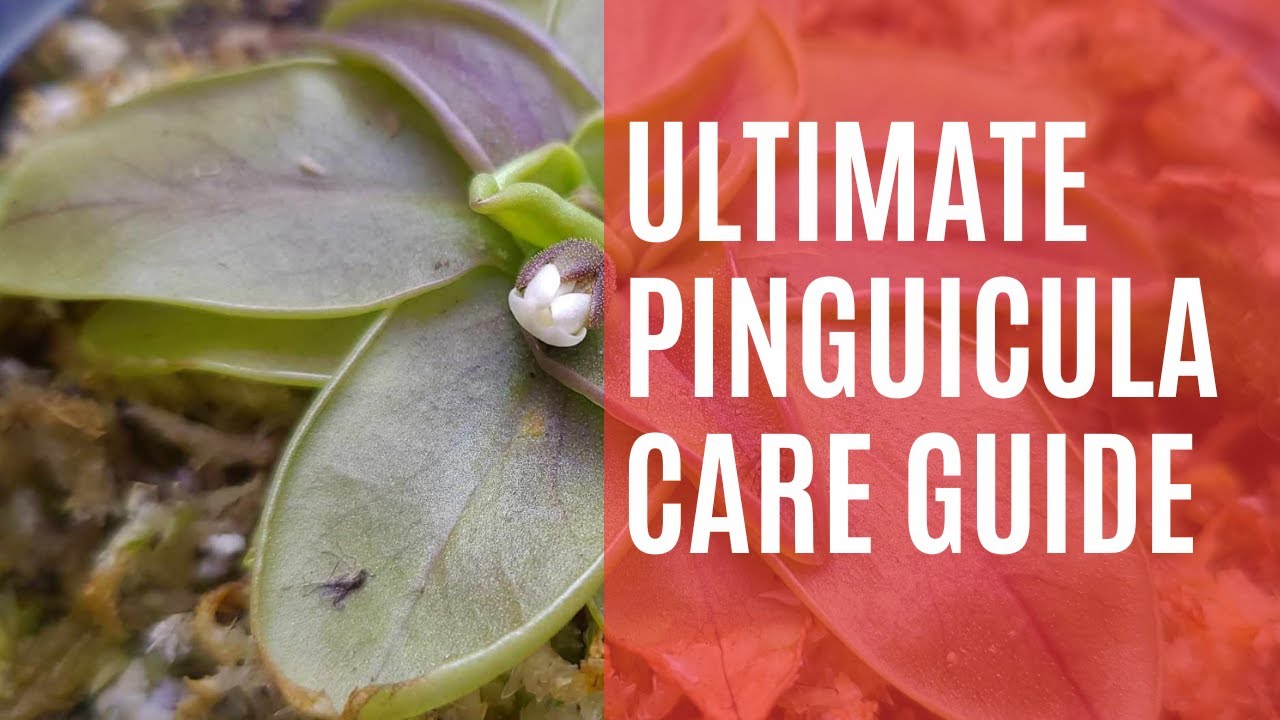 Pinguicula Care Guide: Everything You Need To Know about Pinguiculas!