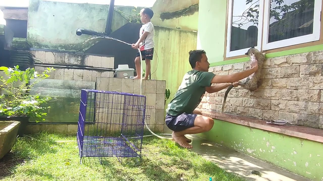 cara memandikan musang pandan takut air ( kay)