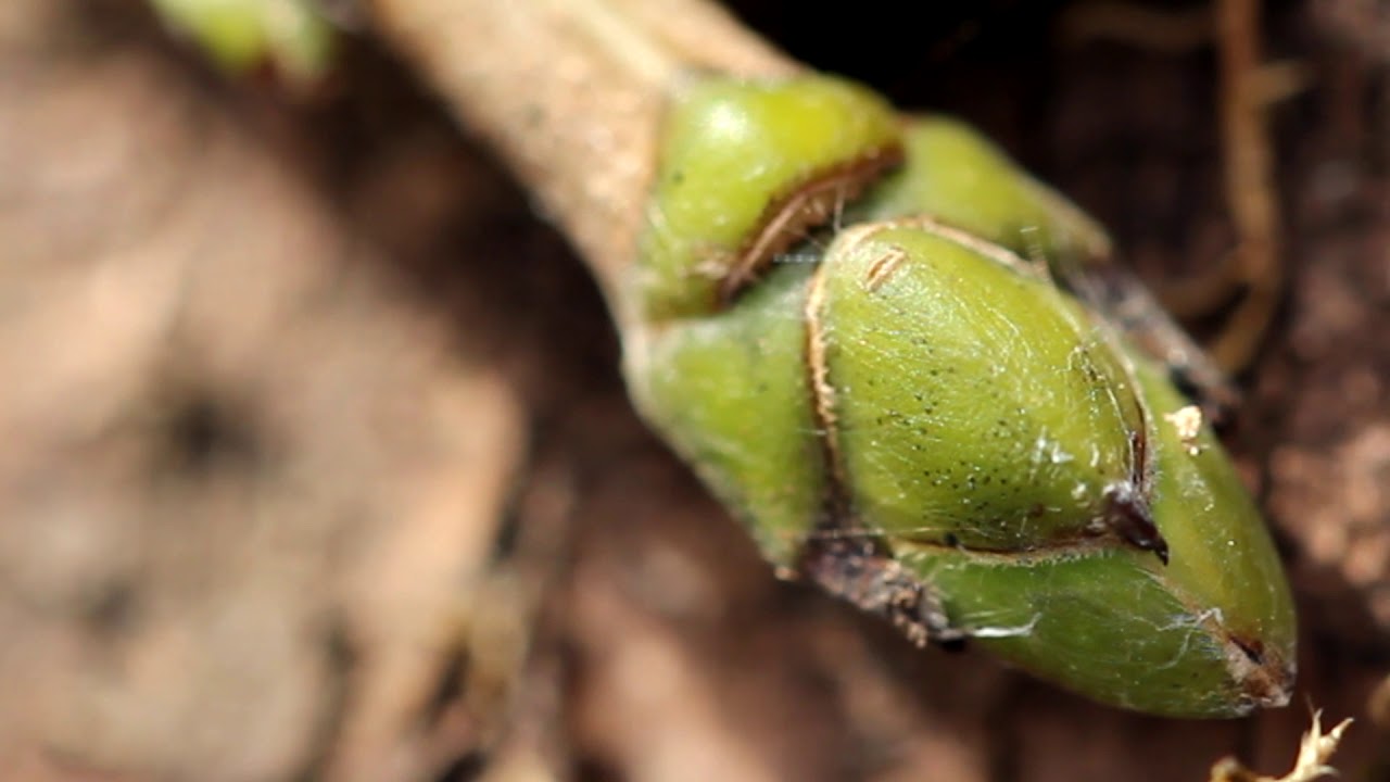 La chronique nature : le bourgeon