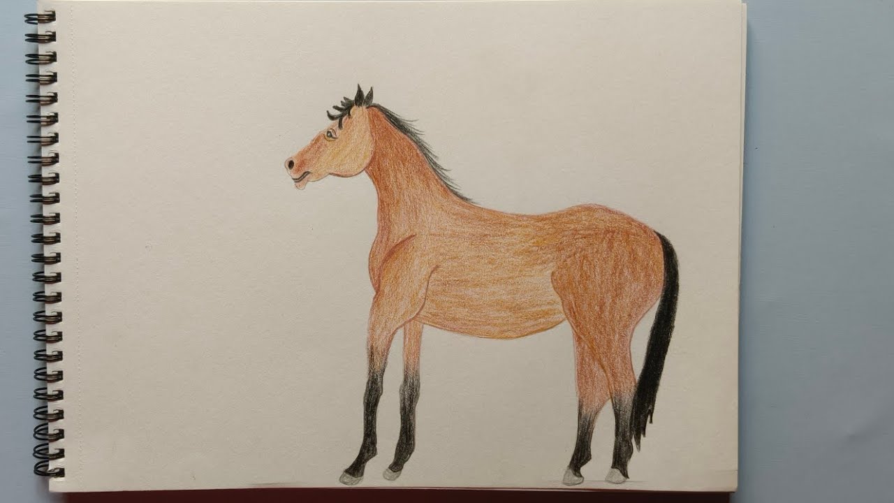 Horse Colour Pencil Shading/Beginners/Art