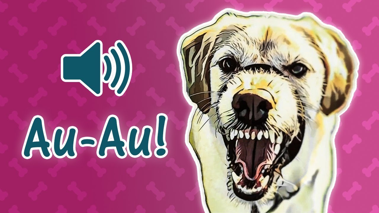 🐶 Cachorro Latindo 🐕 Som de Latido de Cachorro de V&aacute;rias Ra&ccedil;as