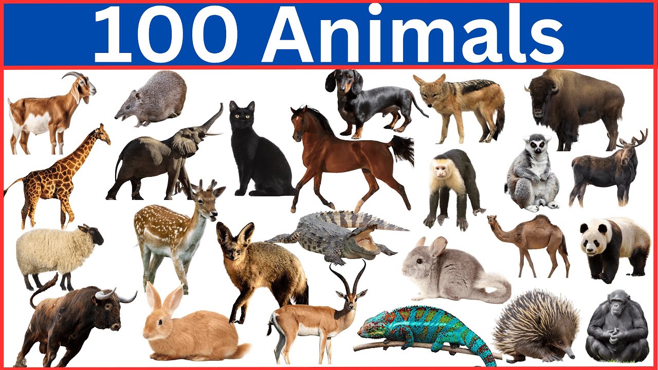 Can You Guess 100 Animals in Just 4 Seconds?