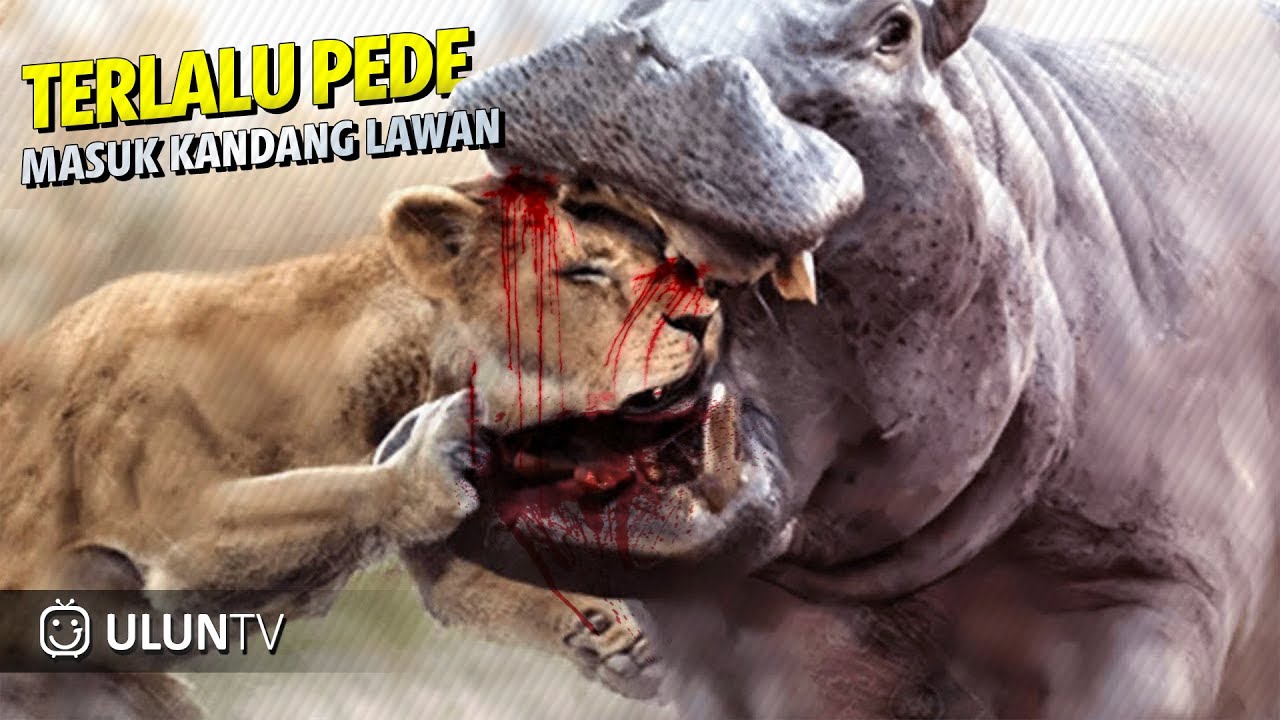 3 Singa Nekat Masuk Wilayah Kudanil, Endingnya Kawanan Singa Jadi Begini