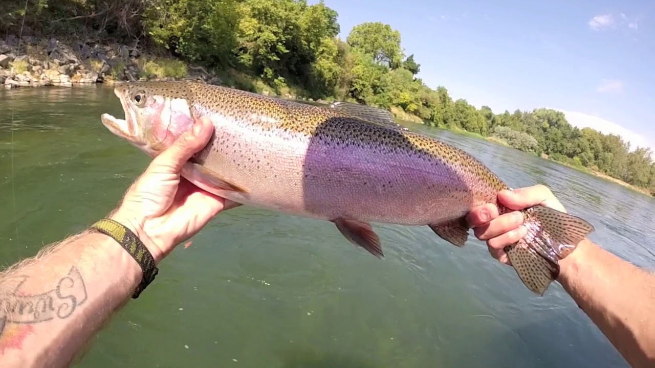 Fly Fishing Multi Species Northern California