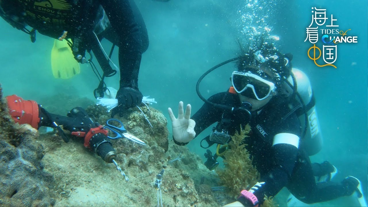 Live: Coral planting with marine biologists off Hainan coast