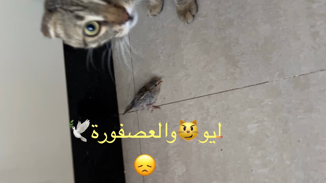 ليو 🐈‍⬛اصطاد عصفورة🕊️😞