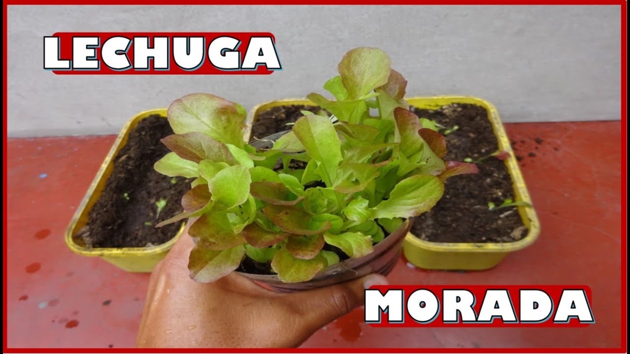APRENDE A CULTIVAR PLANTAS DE LECHUGA MORADA EN MACETAS