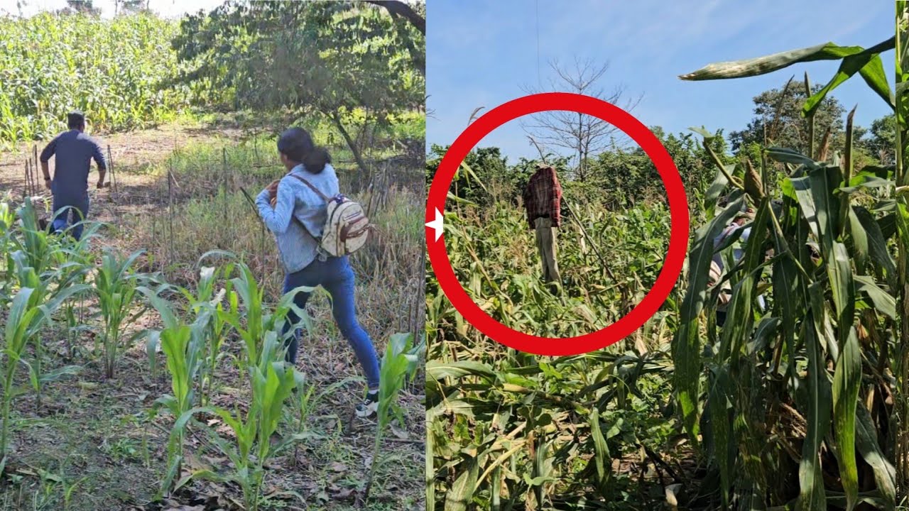 Se metieron a robar en Mi terreno, Mira asta donde perseguimos al ladron 