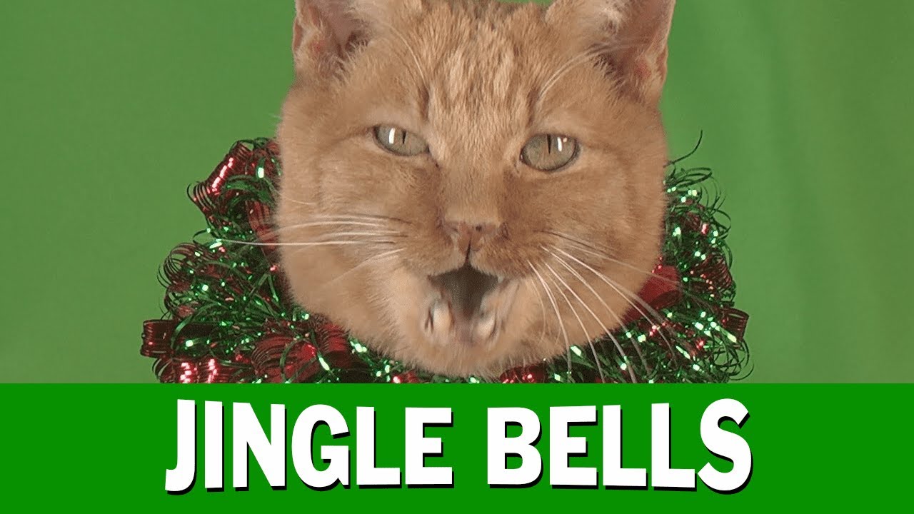 Jingle Cats 2015   Jingle Bells Meowy Christmas