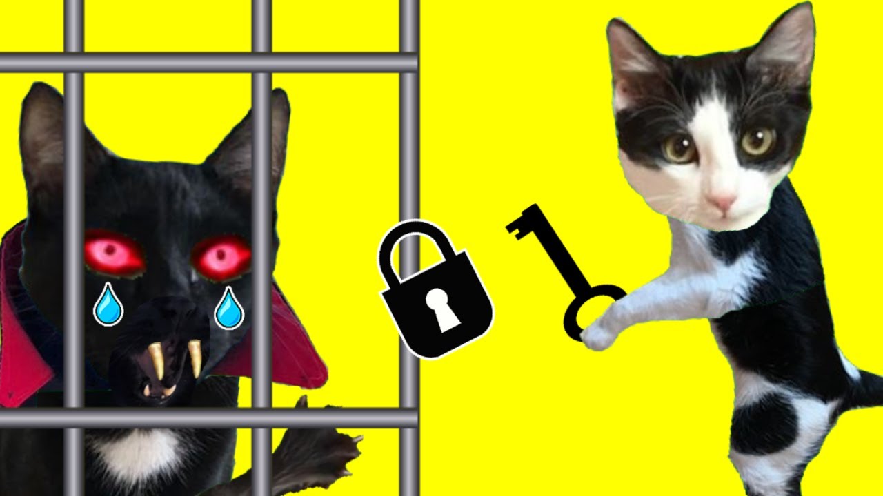Gatos Luna y Estrella en la prisión en casa para el gato vampiro / Videos de gatitos graciosos