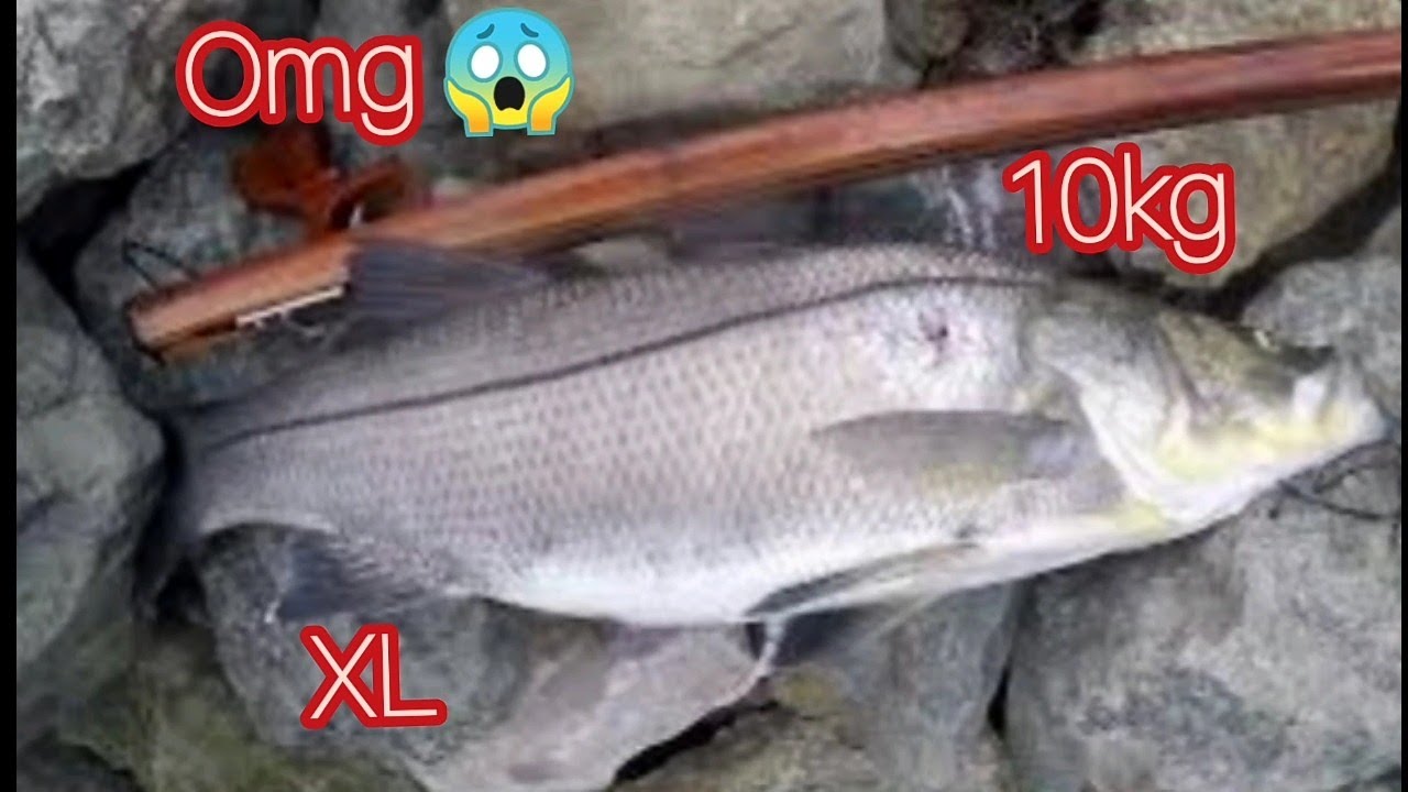 spearfishing Manzanillo ¡( ROBALO GIGANTE10 KG !