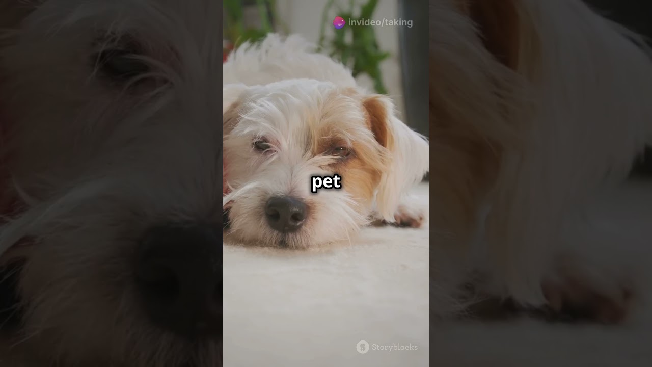 Top 5 Essential Tips for New Pet Owners!