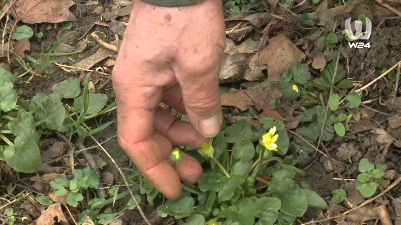 Natur-Experte Roland &uuml;ber das Scharbockskraut