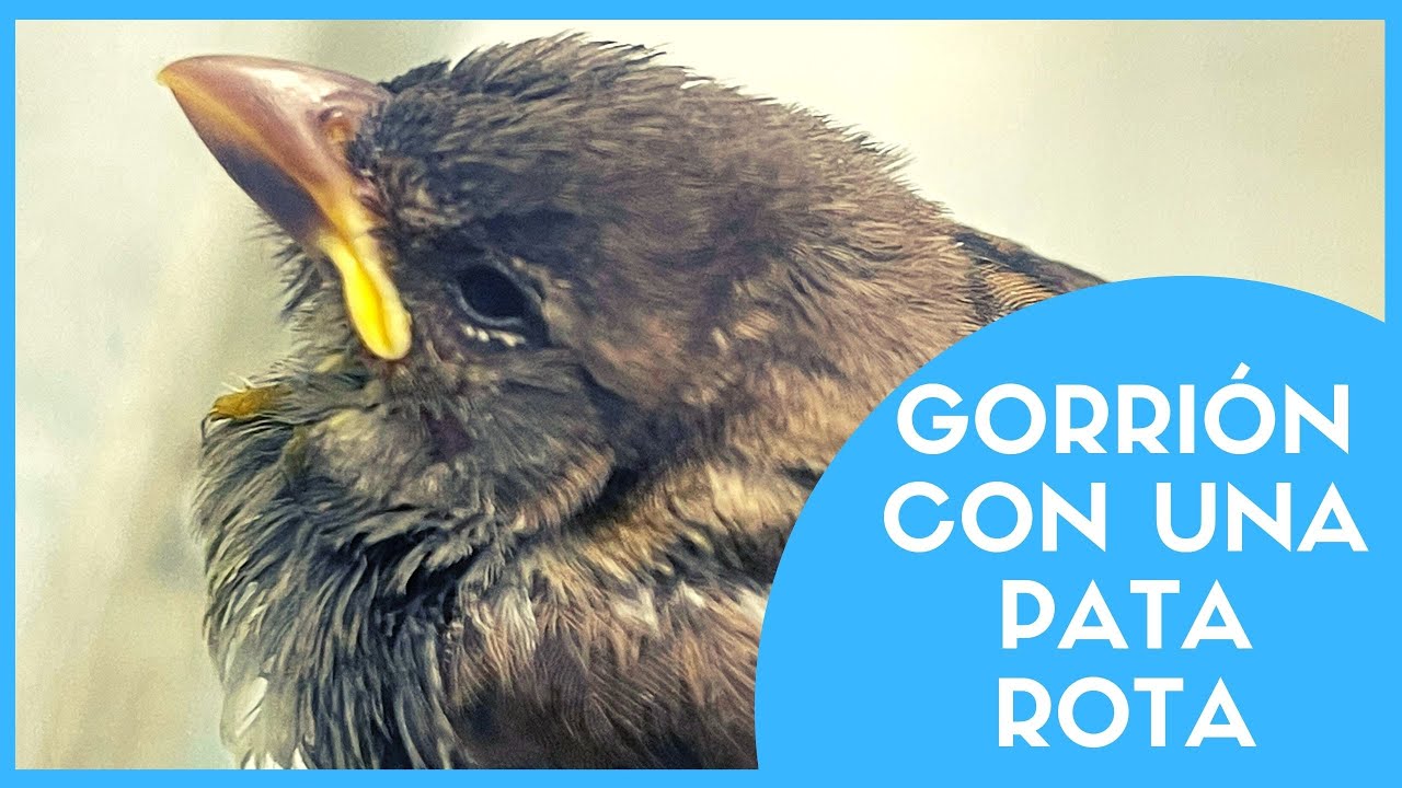 ESTE GORRI&Oacute;N SE ROMPI&Oacute; UNA PATA🤕