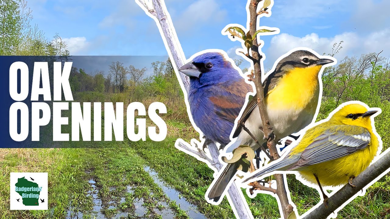 Is Ohio's Oak Openings A Hidden Birding Paradise?