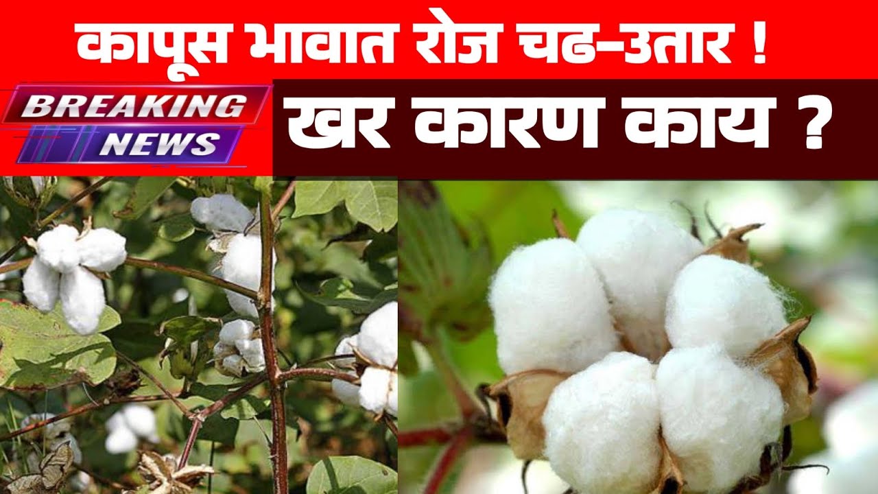 "कापूस भावात रोज चढ-उतार!खरं कारण काय? 