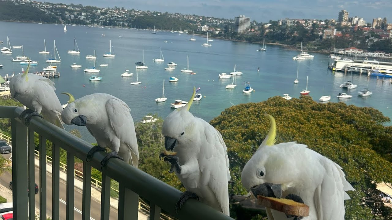 A month in Australia