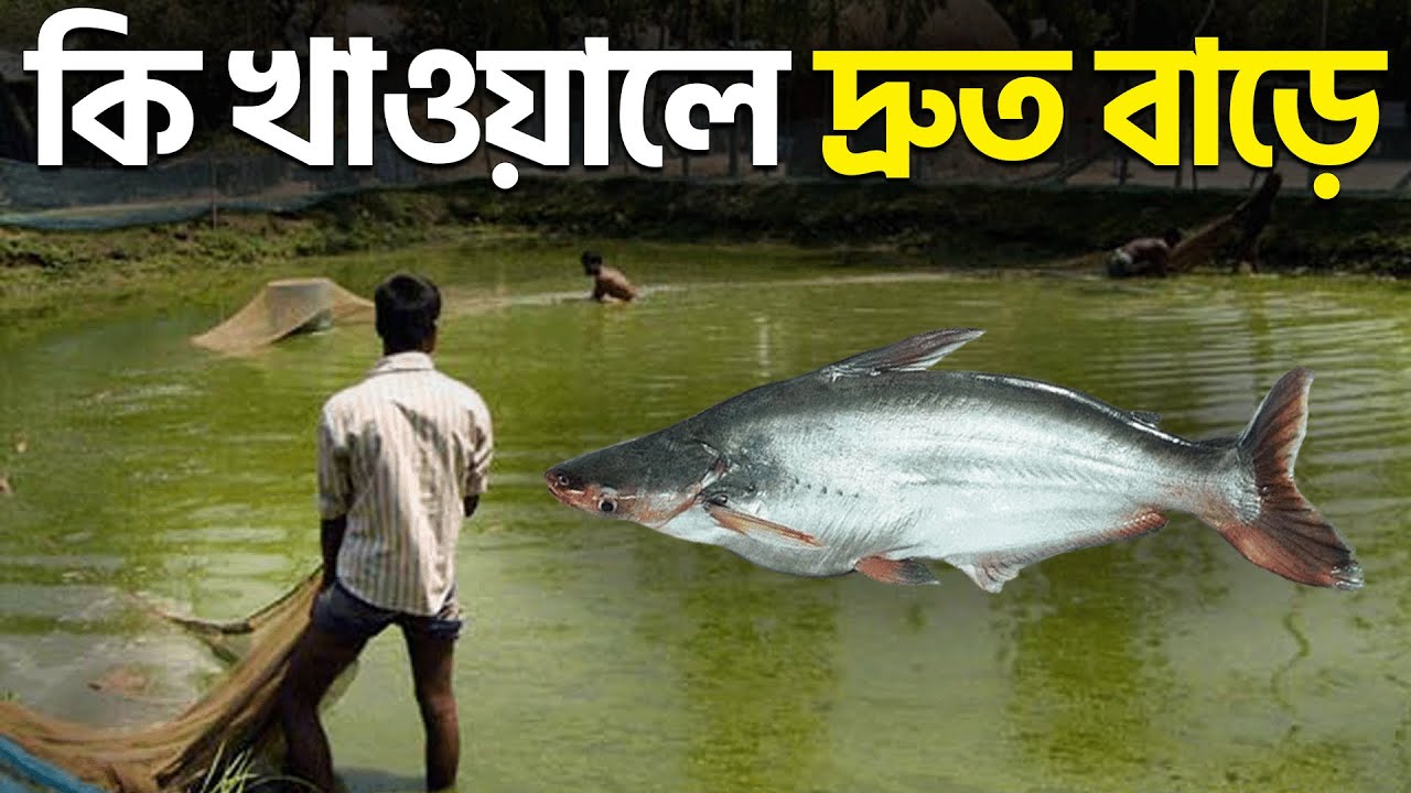 পাঙ্গাস মাছকে কি খাওয়ালে দ্রুত বাড়ে || পাঙ্গাশ মাছের খাদ্য || Shakib AGRO || পাংগাস মাছের খাদ্য