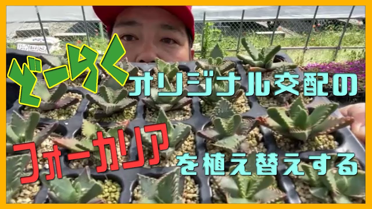 どーらくオリジナル交配メセンの紹介と植え替えをする動画