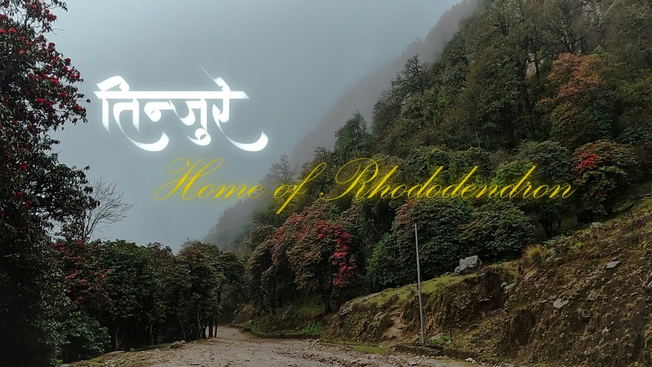 Tinjure (Home of Rhododendron) I 3010m 4K