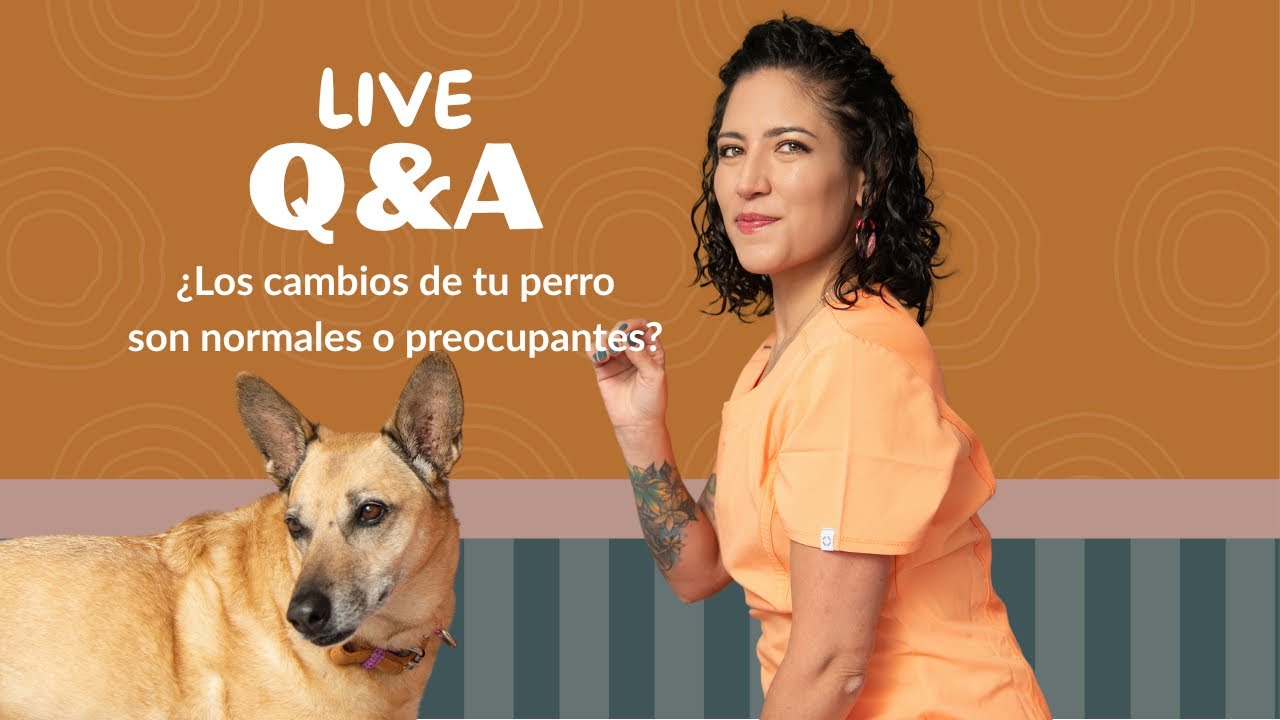 Live Q&A: ¿Los cambios en tu perrito senior son normales o preocupantes?
