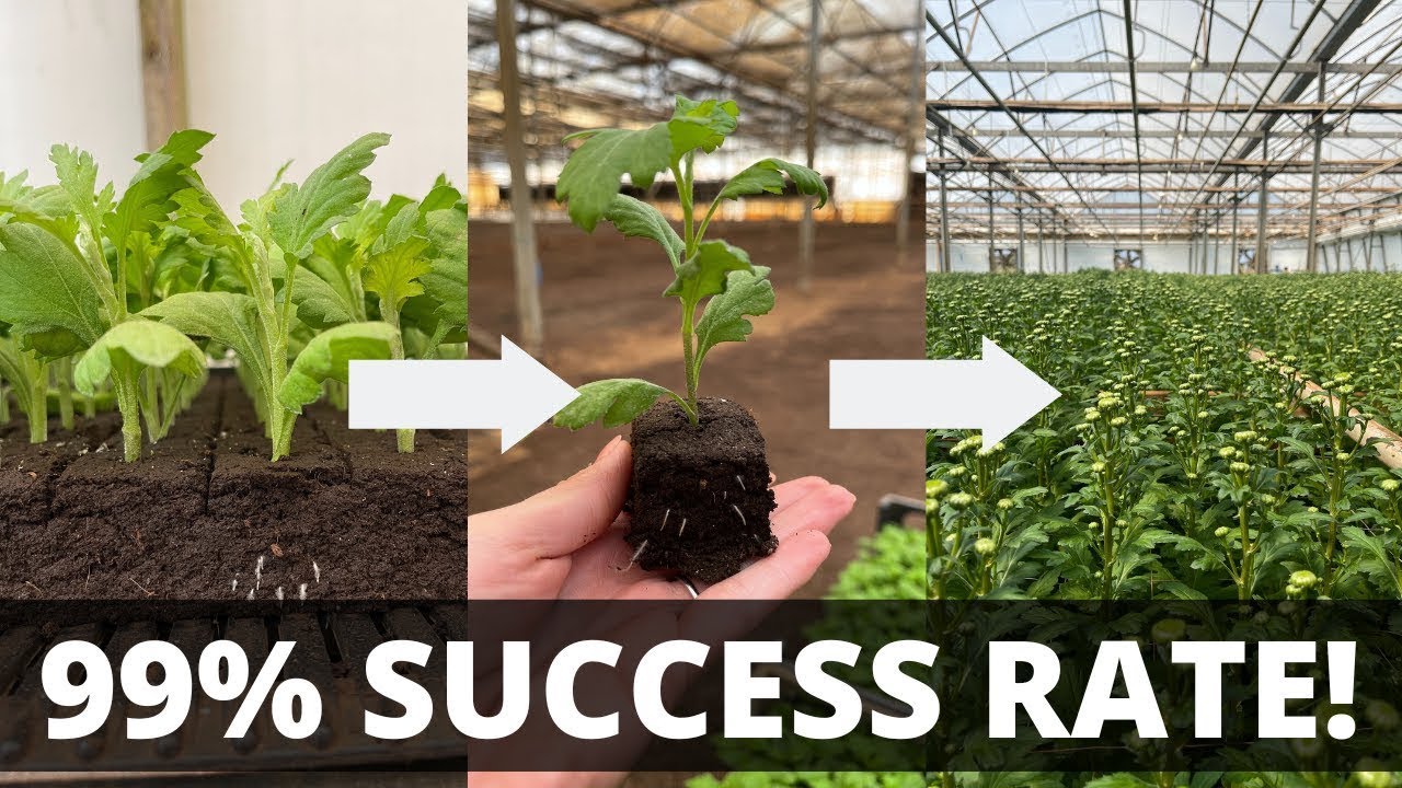 Cutting Propagation || What do cuttings need to survive and grow?