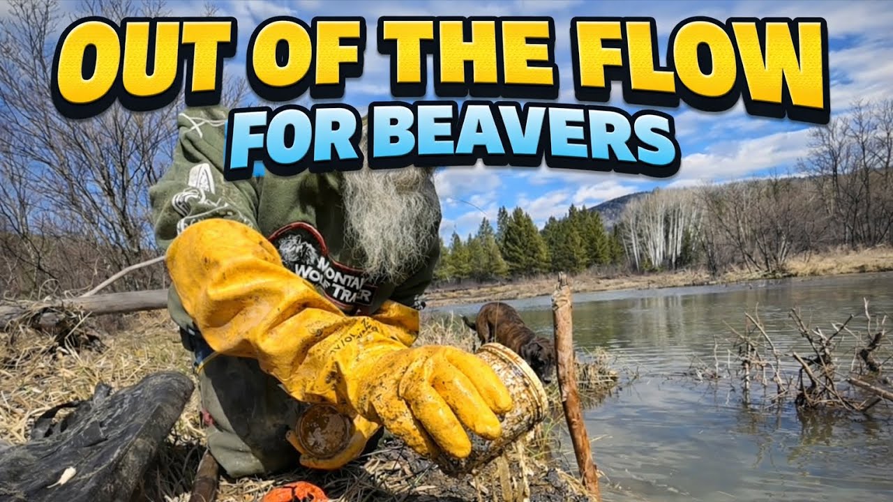 Where to set beaver during HIGH WATER! . Set or go home?!