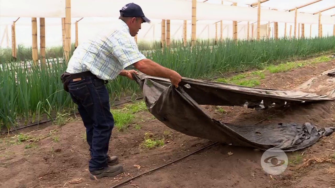Utilidad de los plásticos en la agricultura | La Finca de Hoy