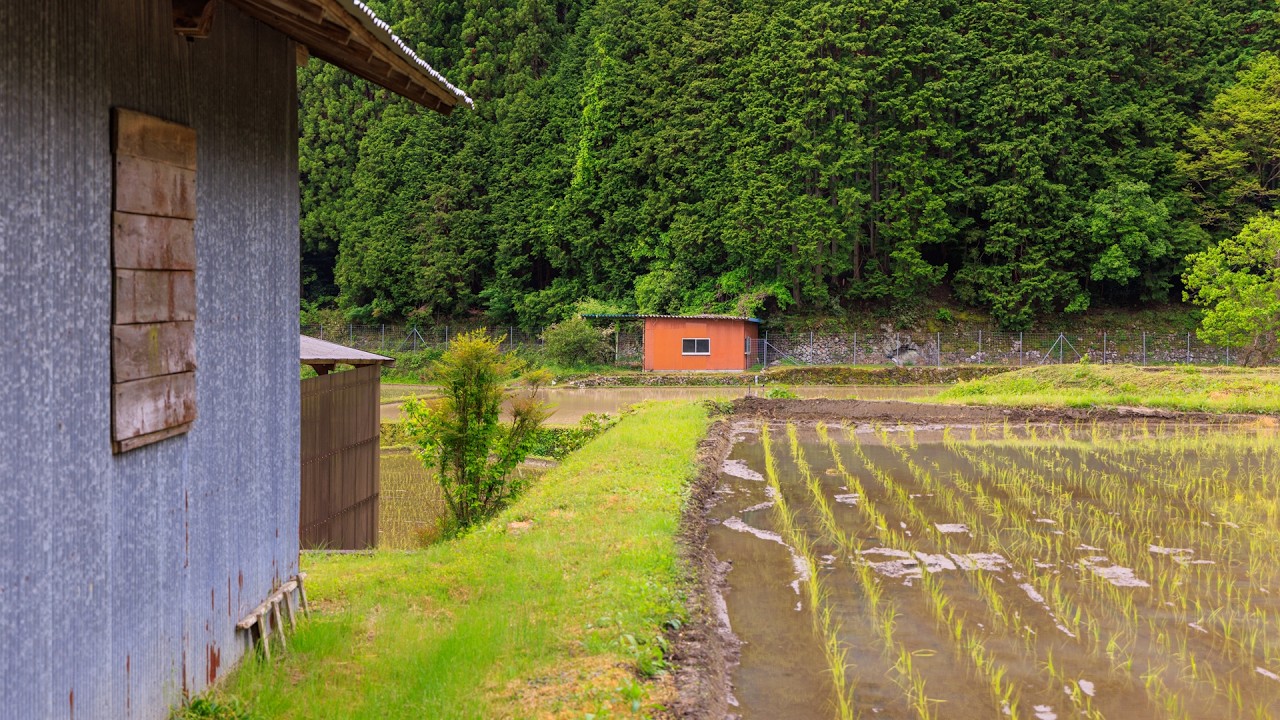Walking Flooded Rice Fields with Light Rain in Mountain Village | Tanakama, Japan 4K