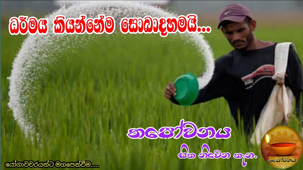 තරුණ වියේ මේ ධර්මය වැටහේ නම් මොන තරම් සුන්දර වේද සමාජයක්/(#Thapowanaya සිත නිවෙන තැන)🪔🪔🌾