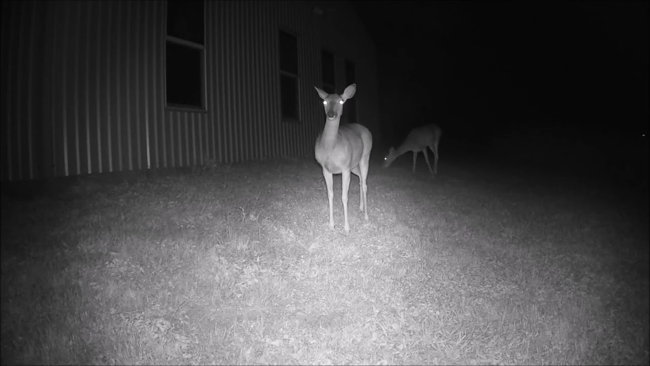 iZeeker iG200 Trail Camera (20MP, 1080P) - Unboxing, Sample Images and Videos