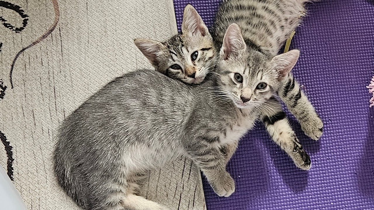 Kittens Wake Up Hyped, Hungry, And A Mess 😅