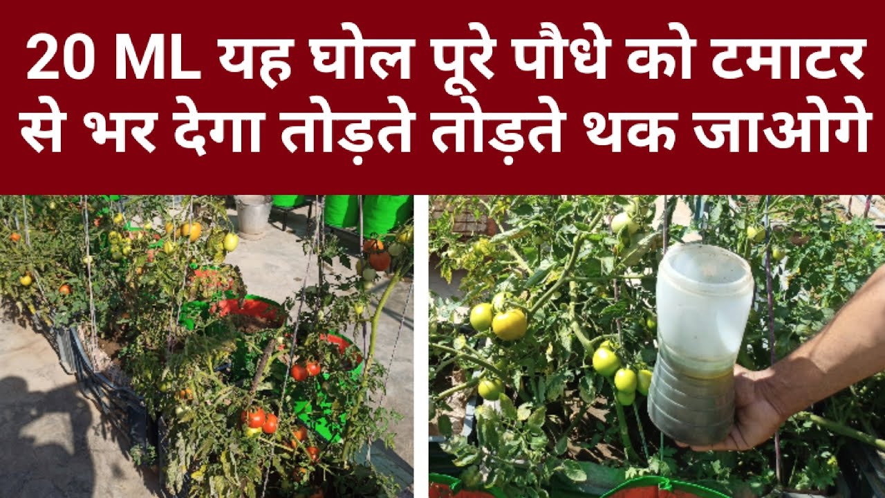 20 ML यह घोल पूरे पौधे को टमाटर से भर देगा तोड़ते तोड़ते थक जाओगे। महीने में एक बार करें इस्तेमाल।