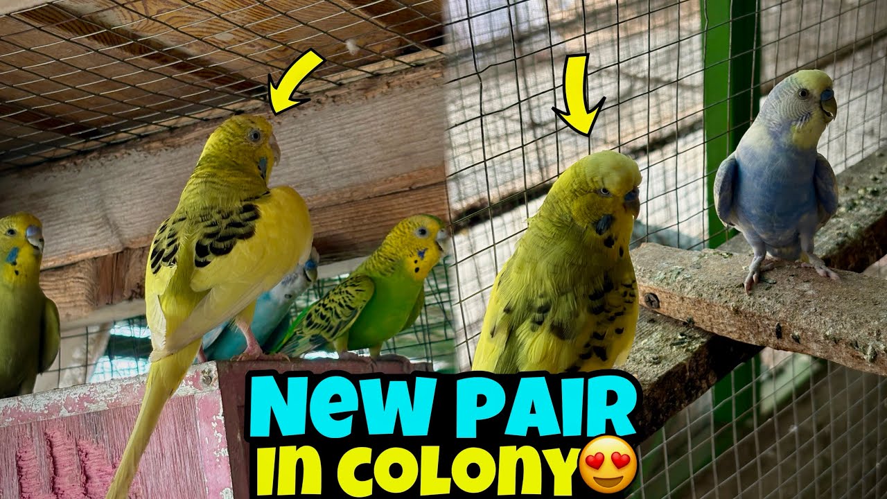 New exhibition pair ko colony ma chorr diya😍