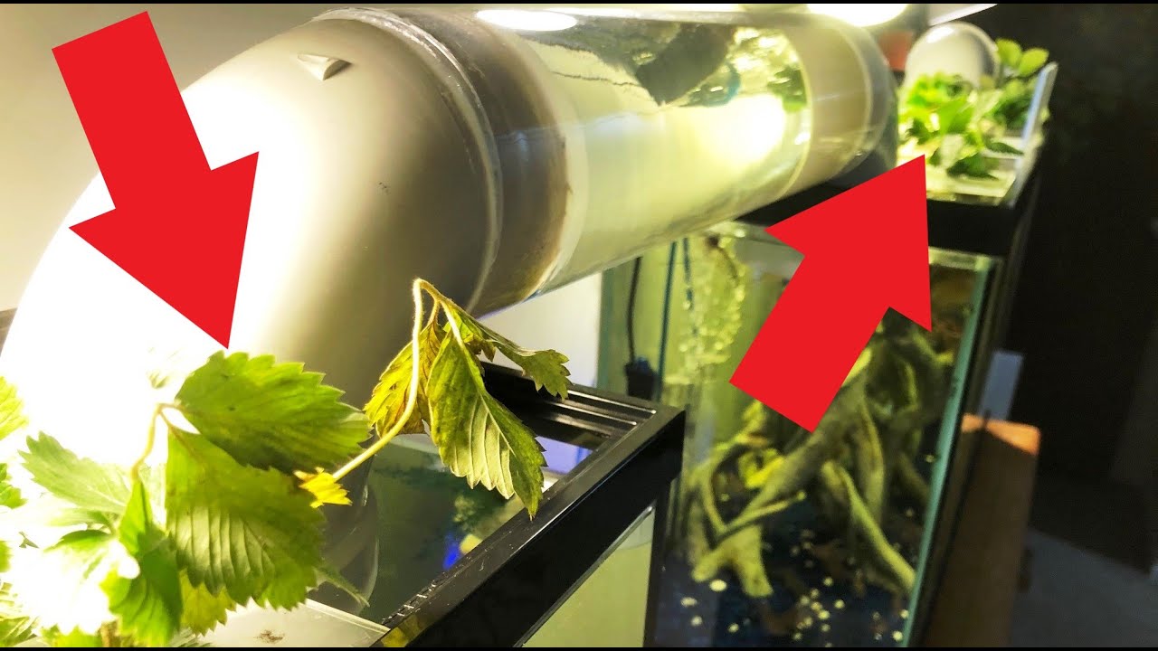 Adding Vines To Jack's Triple Bridged Turtle And Fish Aquariums!