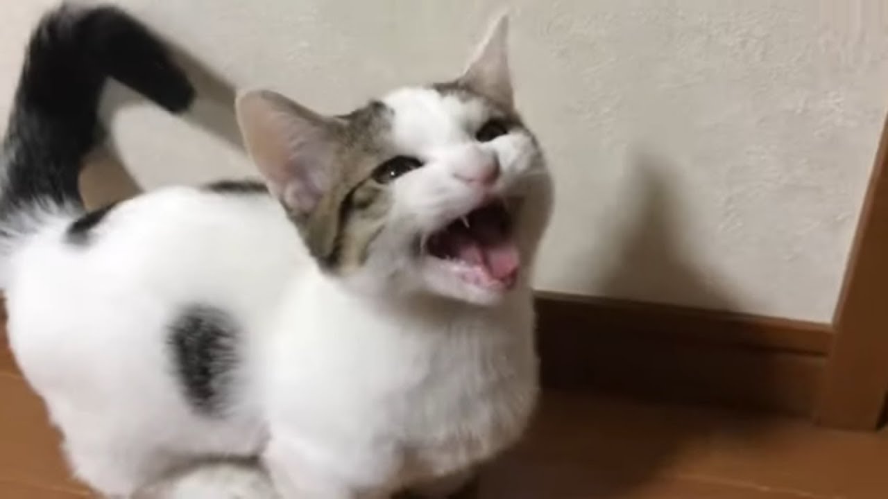 お父さんに会話を強要される豆大福の鳴き声がかわいい