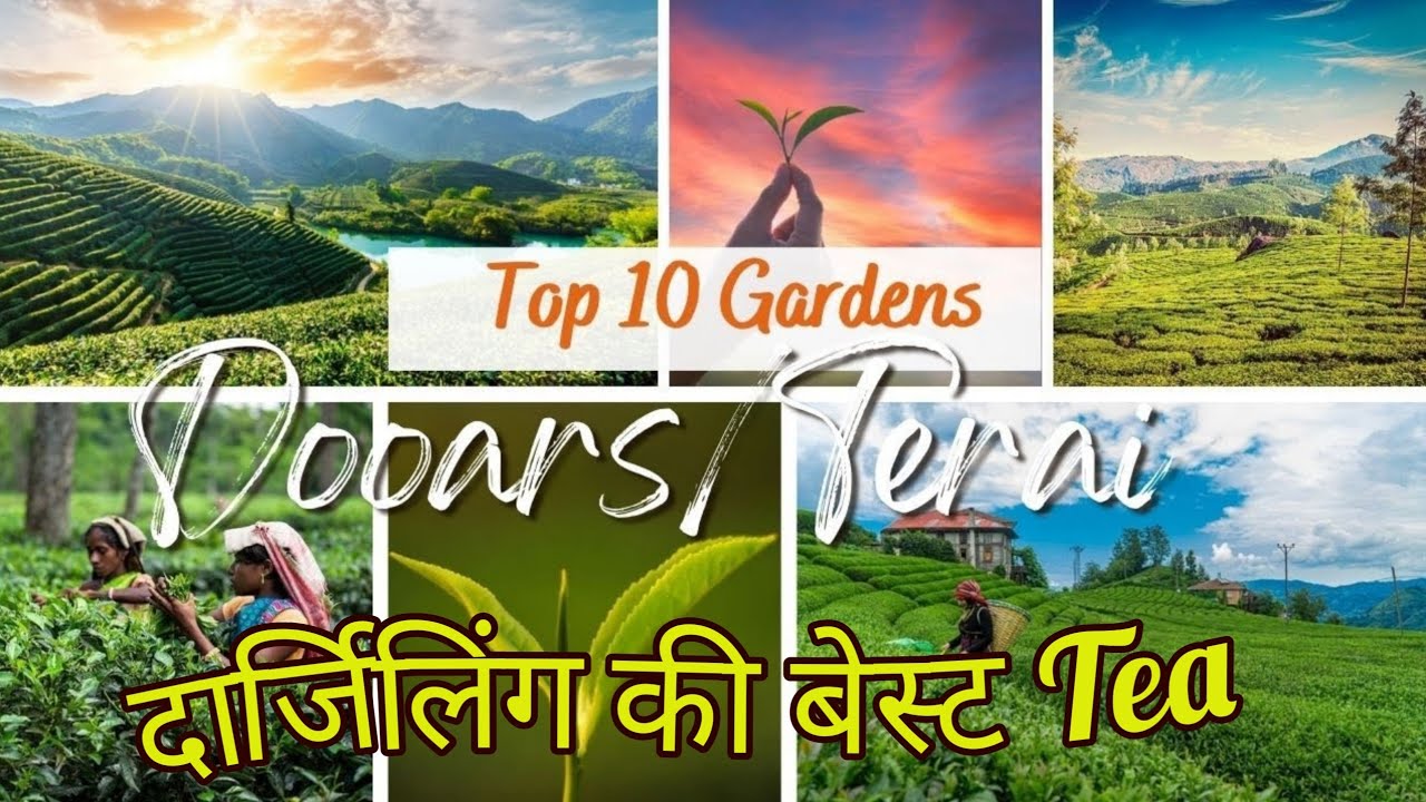 Top 10 Tea Garden of Dooars & Terai | Chai Guru | #teagarden #chai