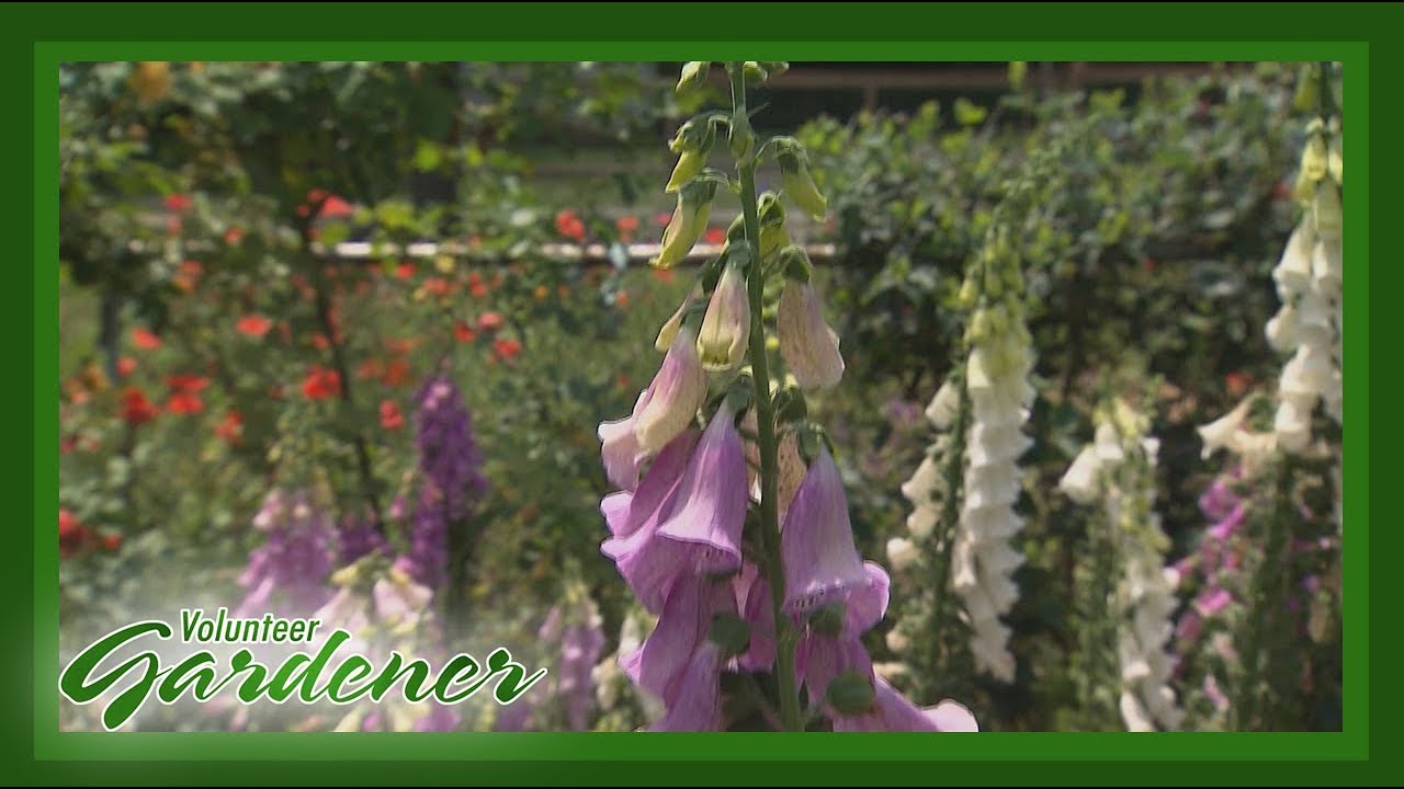 Simple Methods, Big Rewards | Volunteer Gardener
