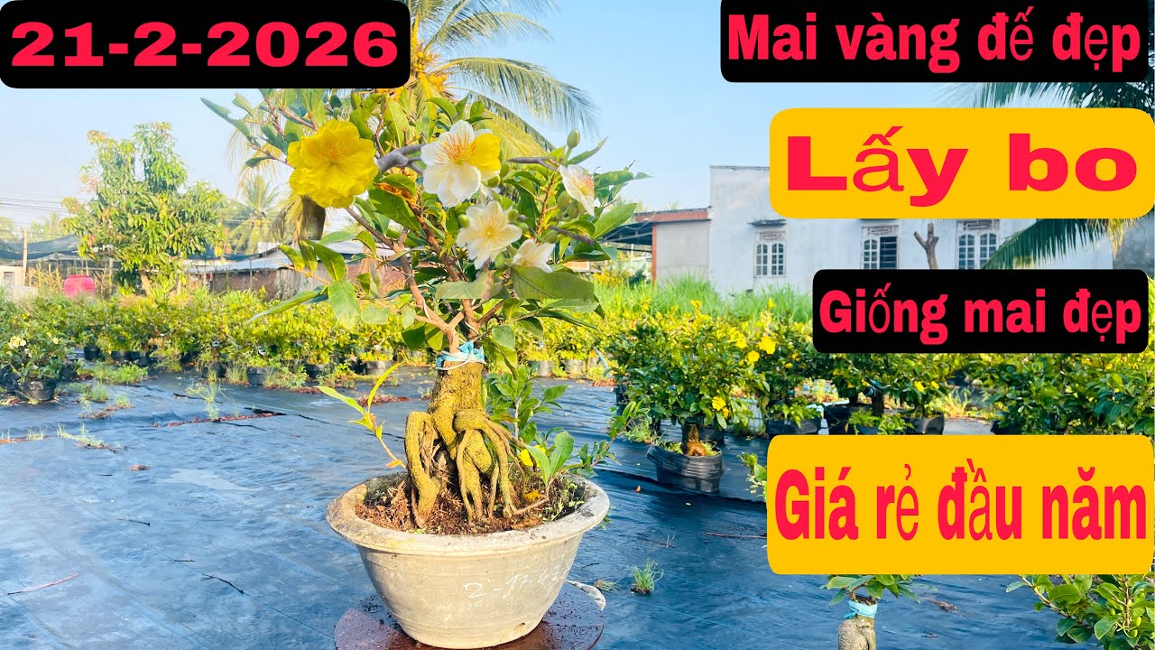 21-2-2026-mai vàng giá rẻ 📲0967717427 hoàng-giảo cam thiên Lộc-siêu bông bình lợi-giảo như ý-lấy bo 