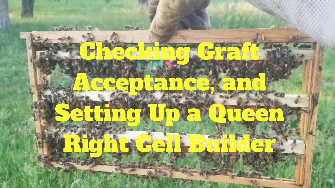 Checking Graft Acceptance and Setting up Queen Right Cell Finisher