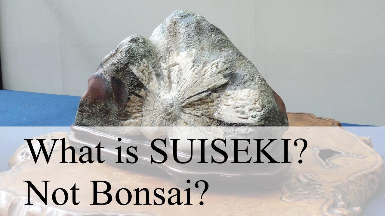 Bonsai Lovers must see!／Do you know SUISEKI STONE?