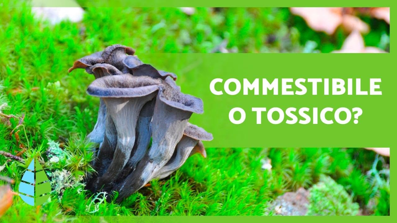 +10 FUNGHI COMMESTIBILI 🍄 Come riconoscerli?