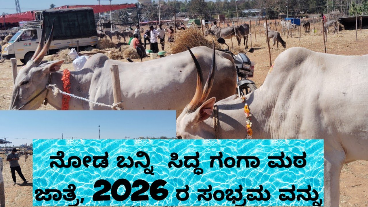 Siddganga cattle market@ indian  hallikar