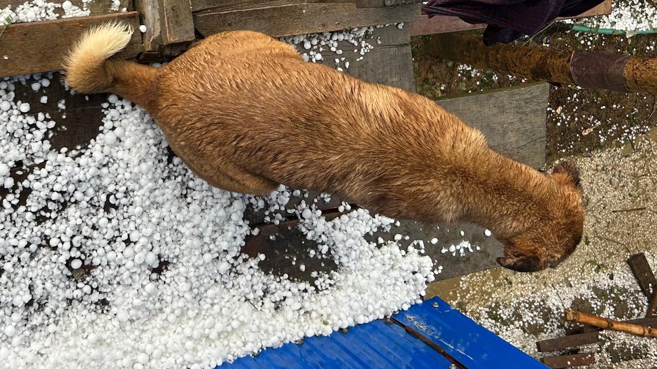 ⚠️Scary hailstorm in Sangaiyumpham, Manipur