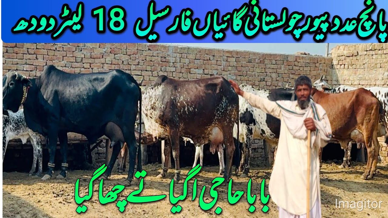 پانچ عدد پیور چولستانی ساہیوال میں گائیاں فار سیل بابا حاجی کے ڈیرے پر 
