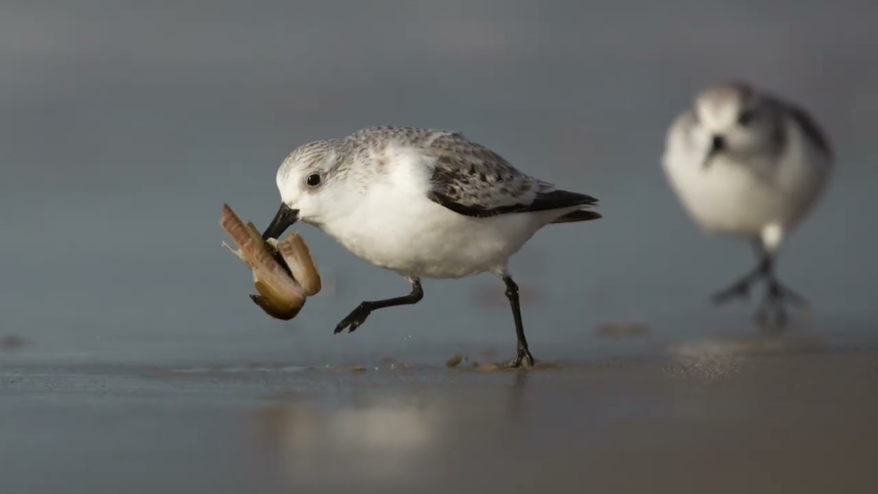 3 minutes of Happiness - Sanderling